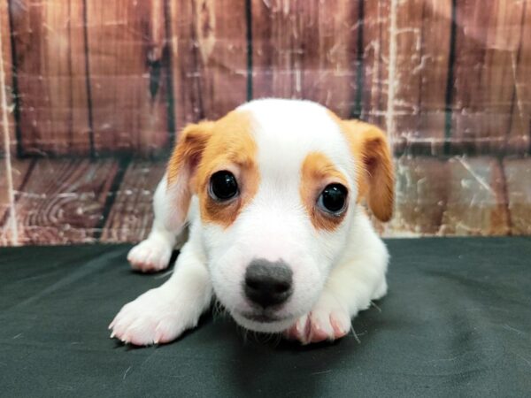Jack Russell Terrier-DOG-Male-White / Red-23477-Petland Scottsdale, Arizona