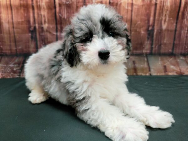 F1B Mini Goldendoodle-DOG-Male-White / Blue Merle-23479-Petland Scottsdale, Arizona