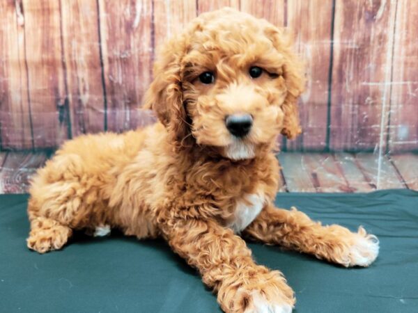 F1B Mini Goldendoodle-DOG-Female-Red-23478-Petland Scottsdale, Arizona