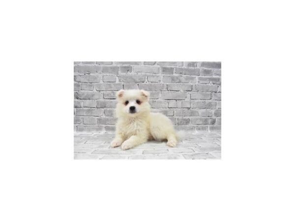 American Eskimo-DOG-Female-White-23485-Petland Scottsdale, Arizona