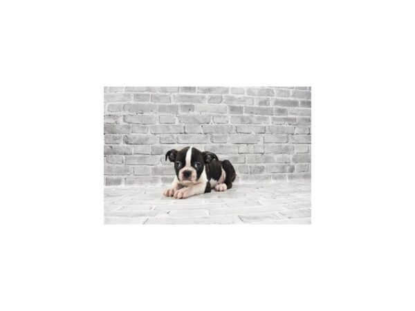 Boston Terrier-DOG-Male-Black Brindle and White-23488-Petland Scottsdale, Arizona