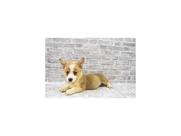 Pembroke Welsh Corgi-DOG-Male-Sable-23489-Petland Scottsdale, Arizona