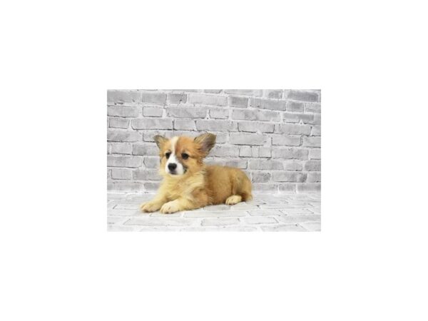 Pembroke Welsh Corgi-DOG-Female-Sable-23490-Petland Scottsdale, Arizona