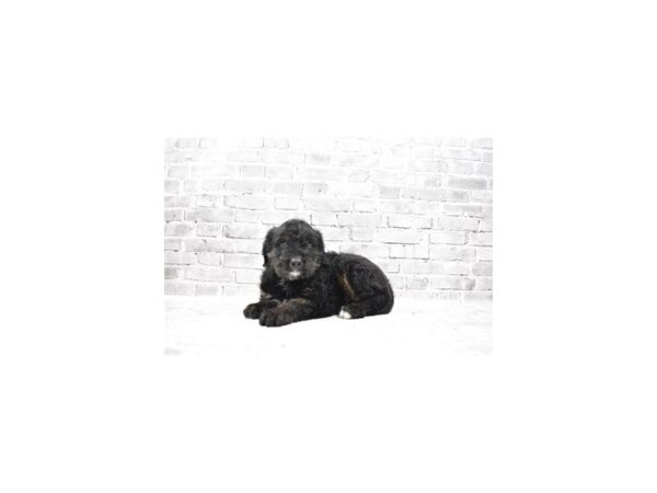 Poodle/Rottweiler-DOG-Male-Black and Brown-23483-Petland Scottsdale, Arizona