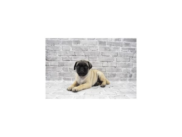 Pug-DOG-Male-Fawn-23486-Petland Scottsdale, Arizona