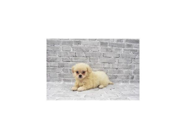 Pekingese/Poodle-DOG-Male-Cream-23480-Petland Scottsdale, Arizona
