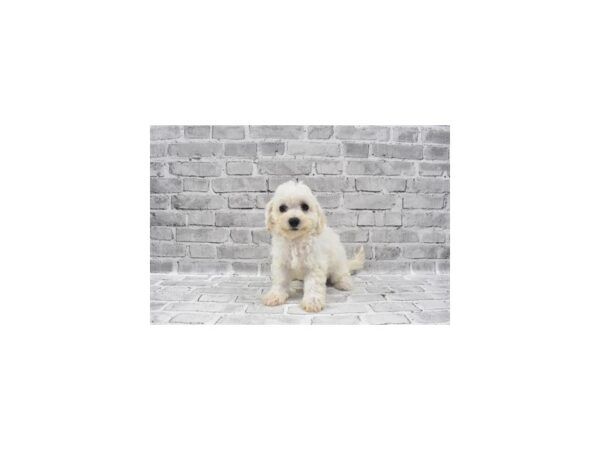 Bichon Frise-DOG-Female-White-23487-Petland Scottsdale, Arizona
