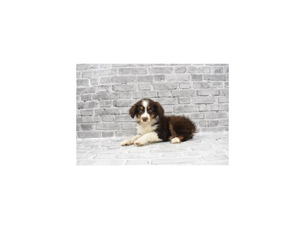 Miniature Australian Shepherd-DOG-Male-Red-23482-Petland Scottsdale, Arizona