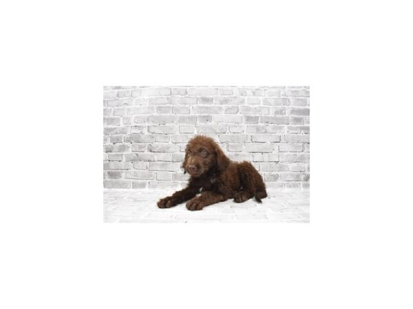 Chesapeake Bay Retriever/Standard Poodle-DOG-Female-Brown-23484-Petland Scottsdale, Arizona