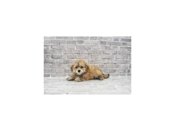 Bichon Frise/Poodle-DOG-Male-Café-23481-Petland Scottsdale, Arizona