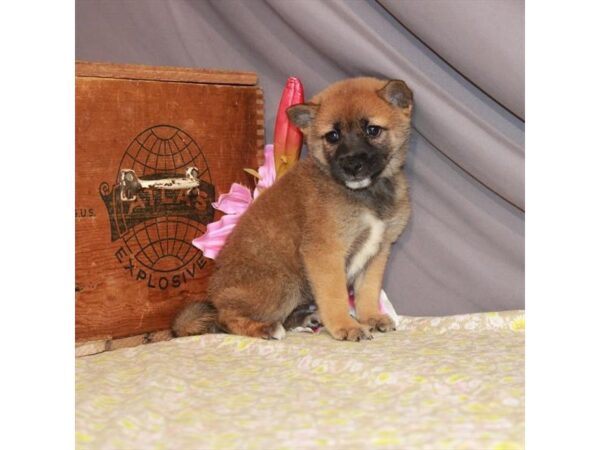 Shiba Inu-DOG-Female-Red Sesame-23495-Petland Scottsdale, Arizona