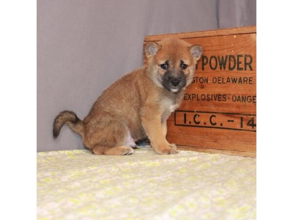 Shiba Inu-DOG-Male-Red Sesame-23496-Petland Scottsdale, Arizona