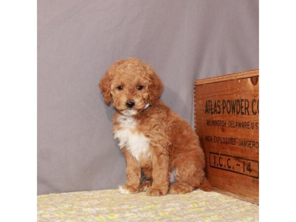 F1B Mini Goldendoodle-DOG-Female-Red-23506-Petland Scottsdale, Arizona
