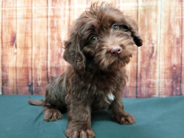 Labrador Retriever/Poodle-DOG-Male-Chocolate-23511-Petland Scottsdale, Arizona
