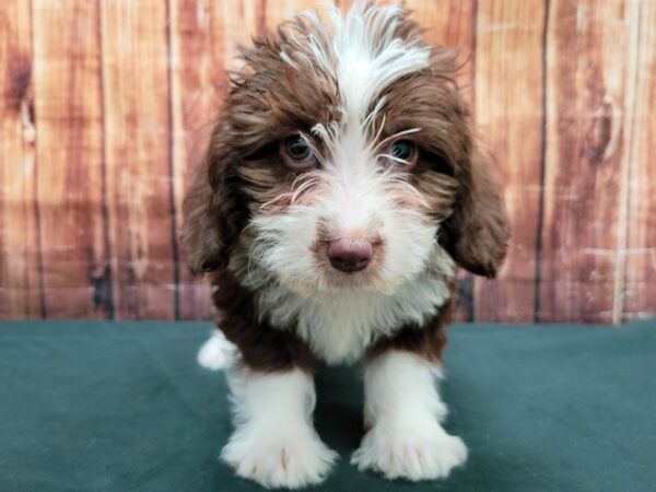 Labrador Retriever/Poodle-DOG-Female-Chocolate-23510-Petland Scottsdale, Arizona
