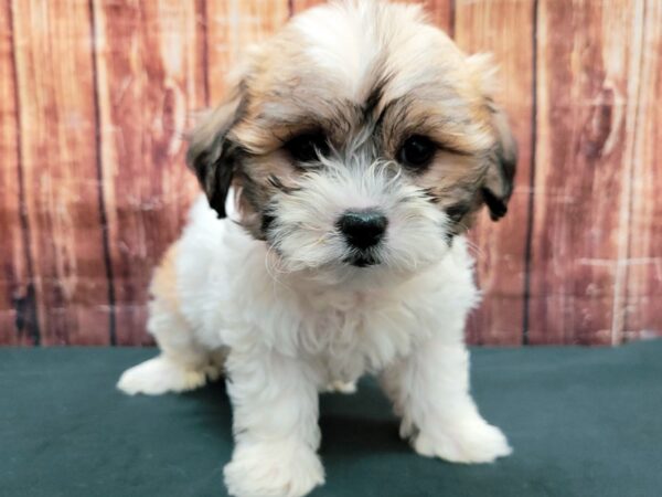Bichon Frise/Shih Tzu-DOG-Female-White / Gold-23508-Petland Scottsdale, Arizona