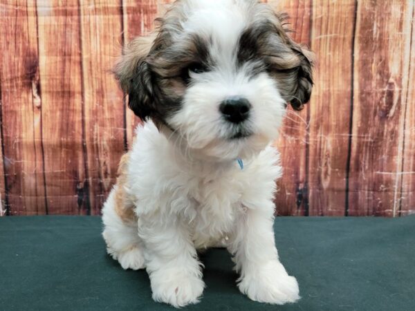Bichon Frise/Shih Tzu-DOG-Male-White / Gold-23509-Petland Scottsdale, Arizona
