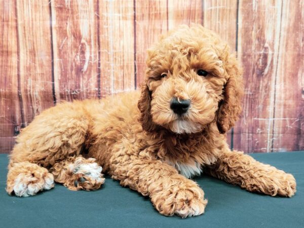F1B Mini Goldendoodle-DOG-Male-Red-23507-Petland Scottsdale, Arizona