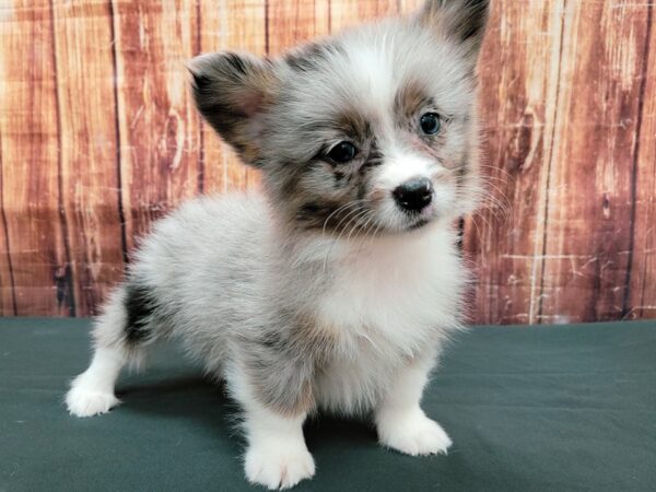 Pembroke Welsh Corgi/Pomeranian-DOG-Female-Blue Merle White / Tan-23503-Petland Scottsdale, Arizona