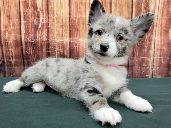 Pembroke Welsh Corgi/Pomeranian-DOG-Female-Blue Merle-23505-Petland Scottsdale, Arizona