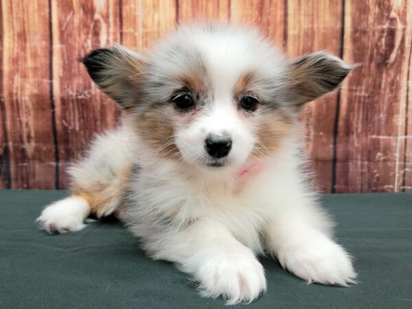 Pembroke Welsh Corgi/Pomeranian-DOG-Female-Blue Merle White / Tan-23504-Petland Scottsdale, Arizona