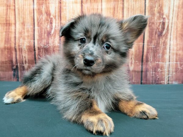 Pembroke Welsh Corgi/Pomeranian-DOG-Male-Blue Merle White / Tan-23502-Petland Scottsdale, Arizona