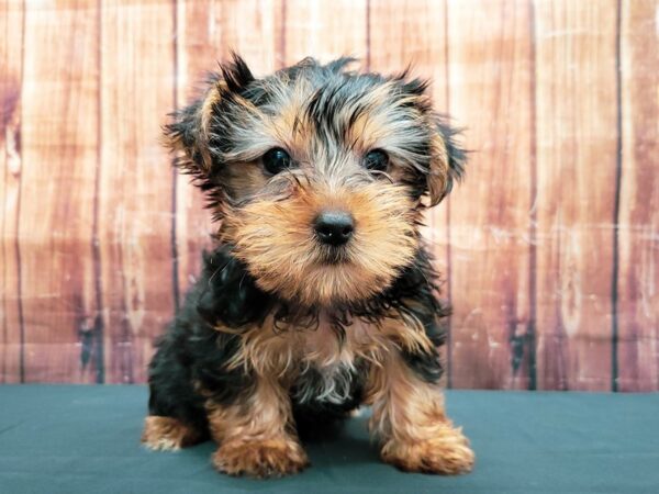 Yorkshire Terrier-DOG-Female-Black / Tan-23501-Petland Scottsdale, Arizona