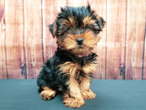 Yorkshire Terrier-DOG-Female-Black / Tan-23500-Petland Scottsdale, Arizona