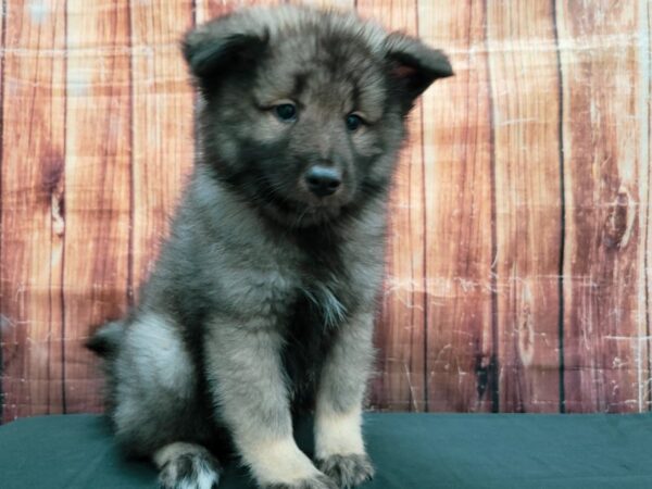 Keeshond-DOG-Male-Black / Silver-23499-Petland Scottsdale, Arizona