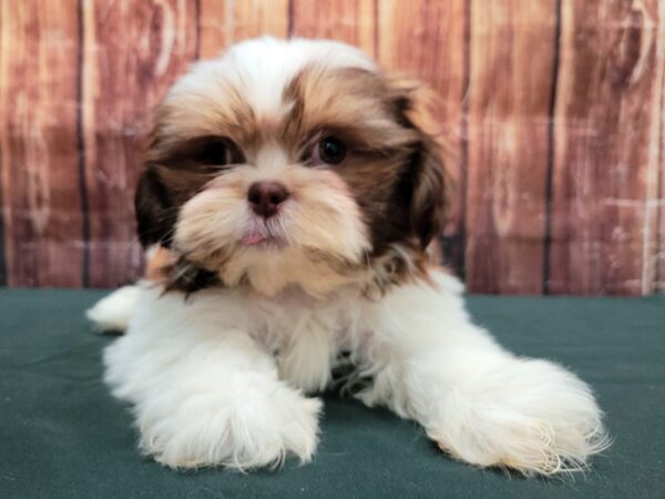Shih Tzu-DOG-Male-White Chocolate Gold-23498-Petland Scottsdale, Arizona
