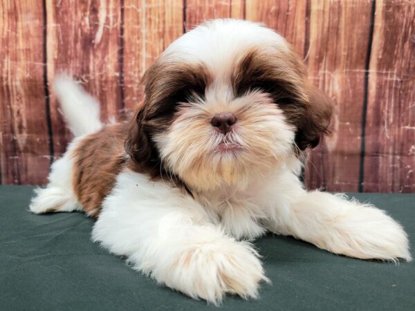 Shih Tzu-DOG-Female-White Chocolate Gold-23497-Petland Scottsdale, Arizona