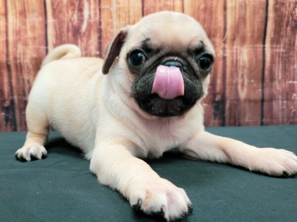 Pug-DOG-Male-Fawn-23494-Petland Scottsdale, Arizona