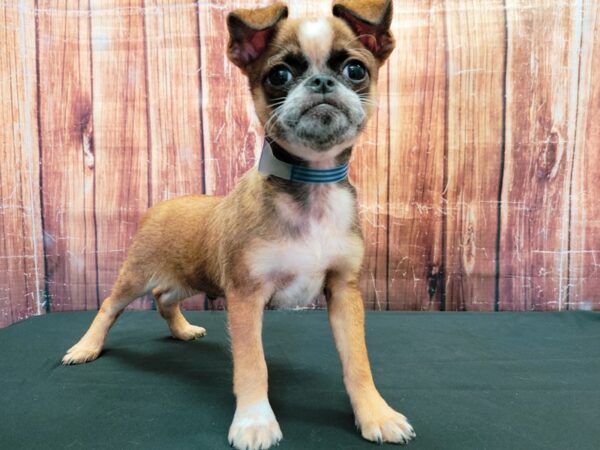 Brussels Griffon-DOG-Male-Red-23492-Petland Scottsdale, Arizona