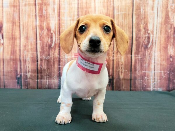 Dachshund-DOG-Female-Red-23493-Petland Scottsdale, Arizona