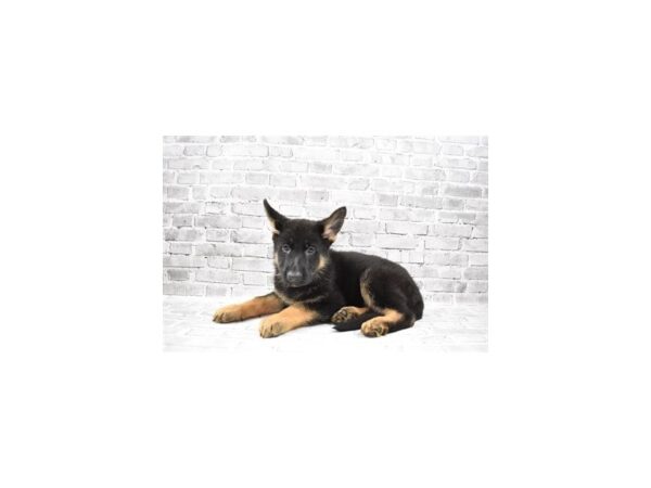 German Shepherd Dog-DOG-Female-Black and Tan-23512-Petland Scottsdale, Arizona