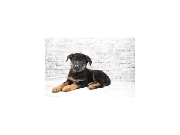 German Shepherd Dog-DOG-Female-Black and Tan-23513-Petland Scottsdale, Arizona