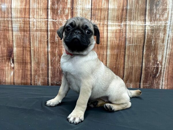 Pug-DOG-Female-Fawn-23541-Petland Scottsdale, Arizona