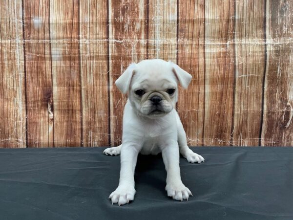 Pug-DOG-Male-Cream-23540-Petland Scottsdale, Arizona