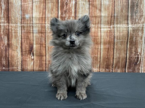 Pomeranian-DOG-Male-Blue Merle-23539-Petland Scottsdale, Arizona