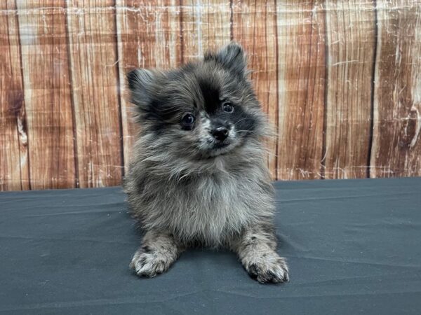 Pomeranian-DOG-Female-Blue Merle-23537-Petland Scottsdale, Arizona