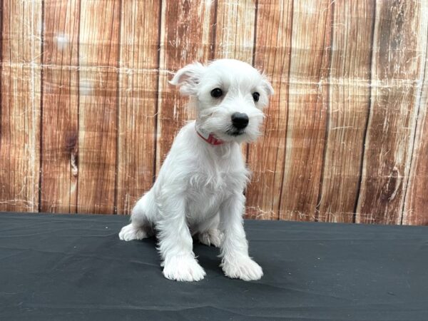 Miniature Schnauzer-DOG-Female-White-23536-Petland Scottsdale, Arizona