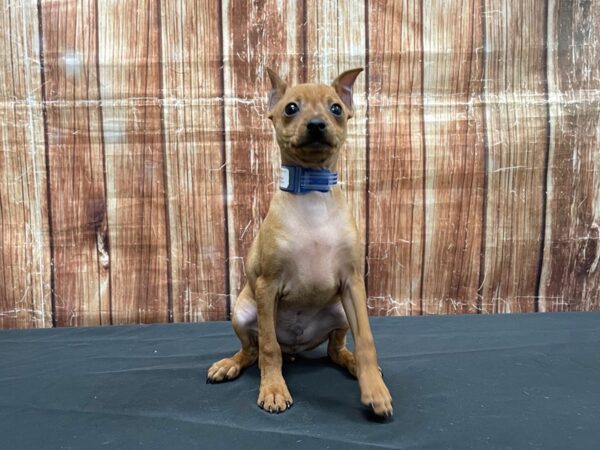 Miniature Pinscher-DOG-Male-Red-23535-Petland Scottsdale, Arizona