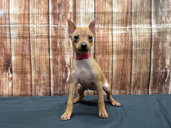 Miniature Pinscher-DOG-Female-Red-23534-Petland Scottsdale, Arizona