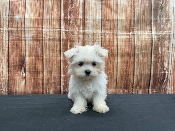 Maltese-DOG-Female-White-23533-Petland Scottsdale, Arizona