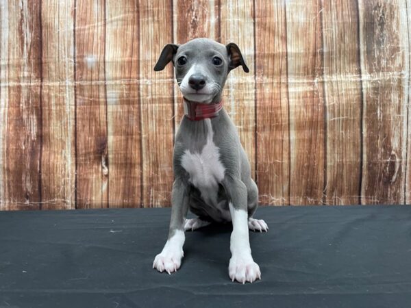Italian Greyhound-DOG-Female-Blue-23532-Petland Scottsdale, Arizona