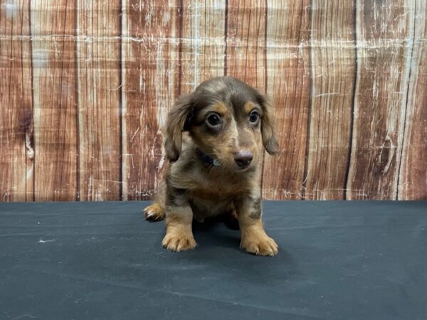 Dachshund-DOG-Male-Chocolate / Tan-23530-Petland Scottsdale, Arizona