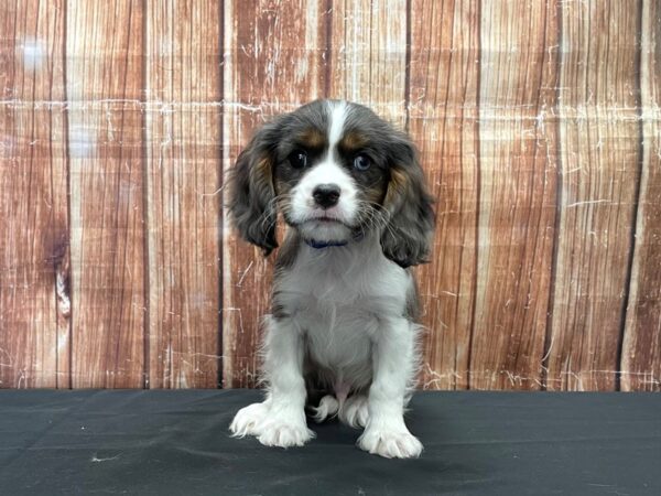 Cavalier King Charles Spaniel-DOG-Male-Blue Merle / Tan-23529-Petland Scottsdale, Arizona