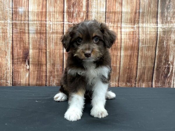 Poodle/Toy Australian Shepherd-DOG-Male-Chocolate / Tan-23528-Petland Scottsdale, Arizona