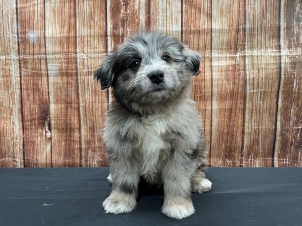 Poodle/Toy Australian Shepherd-DOG-Male-Blue Merle-23527-Petland Scottsdale, Arizona