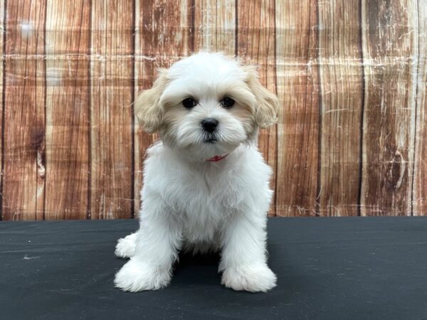 Shih Tzu/Poodle-DOG-Female-White / Apricot-23526-Petland Scottsdale, Arizona